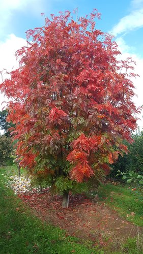 Sorbus Olympic Flame 12 litre