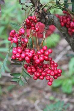 Sorbus Pink Charm 12 litre