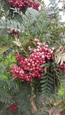 Sorbus vilmorinii 12 litre - image 2