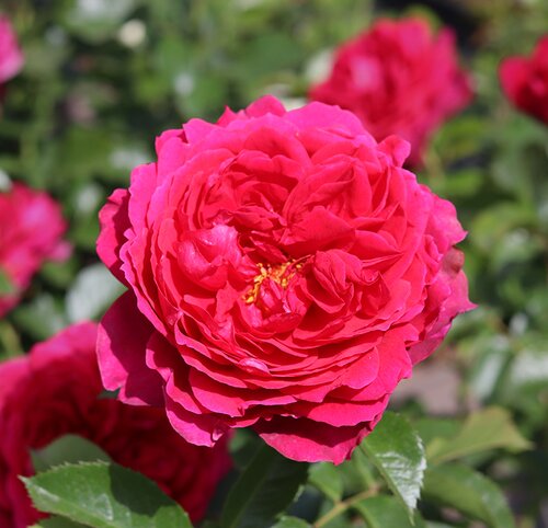 Soul Cottage Garden Rose 5.5 Litre
