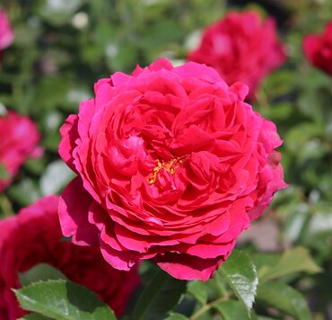 Soul Cottage Garden Rose 5.5 Litre