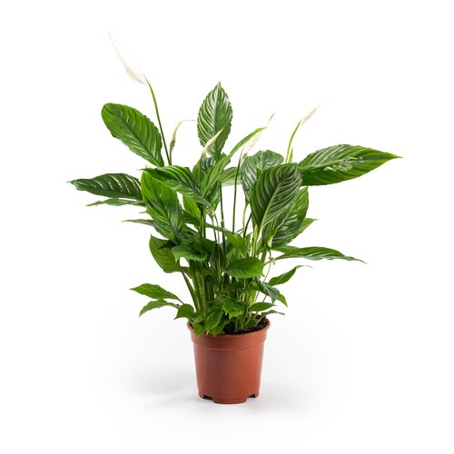 Spathiphyllum 17cm