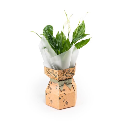 Spathiphyllum in Gift Box 12cm