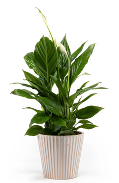 Spathiphyllum in Hampshire Ceramic 12cm - image 2