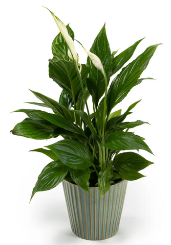 Spathiphyllum in Hampshire Ceramic 12cm - image 1