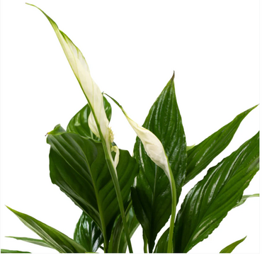 Spathiphyllum in Hampshire Ceramic 12cm - image 3