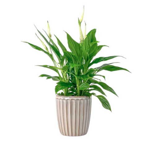 Spathiphyllum in Windsor Ceramic 12cm
