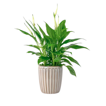 Spathiphyllum in Windsor Ceramic 12cm