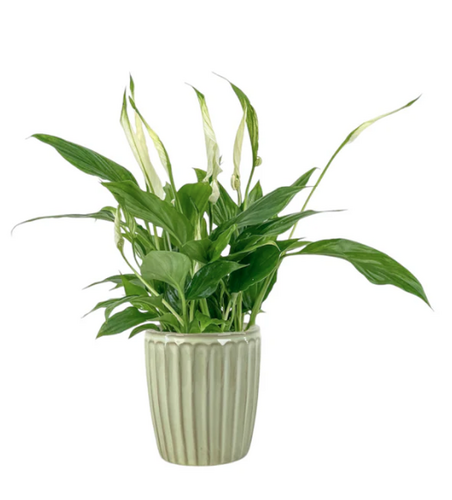 Spathiphyllum in Windsor Ceramic 9cm