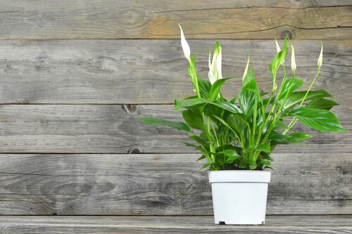 Spathiphyllum Sweet Bellini 13cm