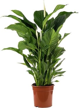 Spathiphyllum Sweet Lauretta 19cm