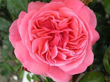 Rose Special Anniversary 4.5 litre
