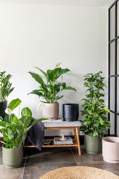 Specimen Planter Blush 28cm - image 2