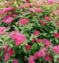 Spiraea Anthony Waterer 3 Litre - image 1