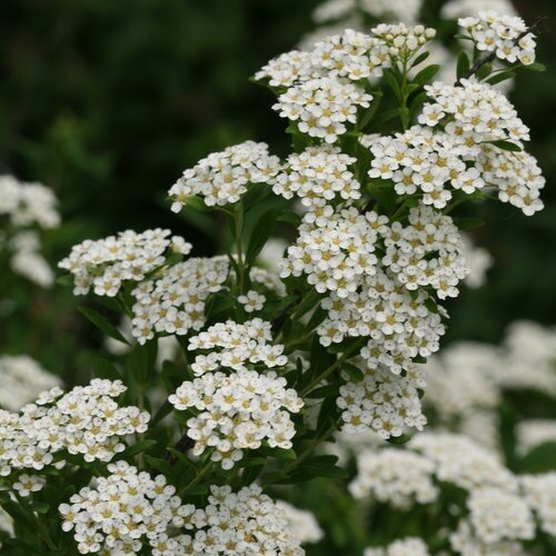 Spiraea Arguta 3 Litre - image 1