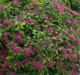 Spiraea Double Play Red 3 Litre