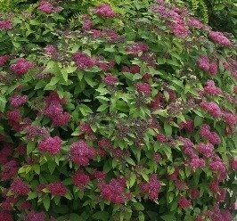 Spiraea Double Play Red 3 Litre - image 1