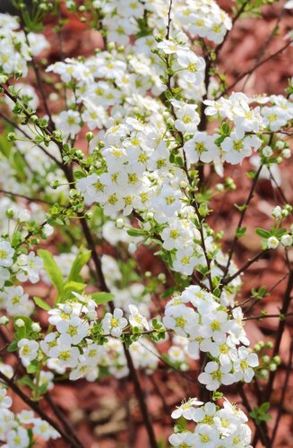 Spiraea Grefsheim 2.3 Litre - image 1