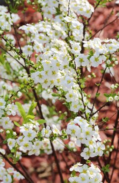 Spiraea Grefsheim 2.3 Litre - image 1