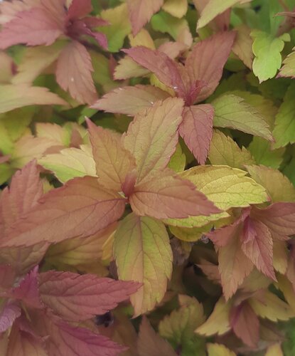 Spiraea Magic Carpet 2 litre - image 1