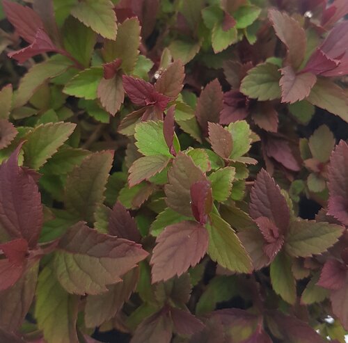 Spiraea Plumtastic 2 Litre - image 1