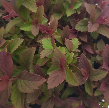 Spiraea Plumtastic 2 Litre - image 1