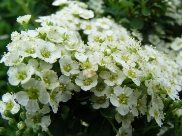 Spiraea 'Snowmound' 10 Litre