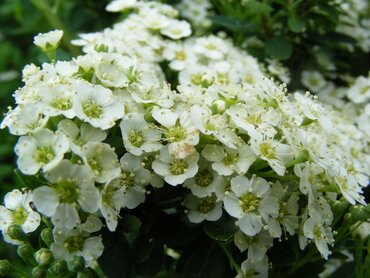 Spiraea Snowmound 3 Litre - image 1