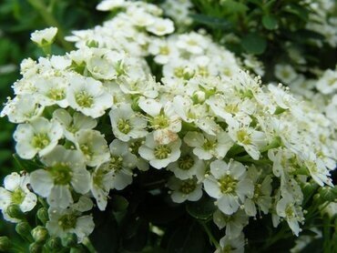 Spiraea Snowmound White 28cm