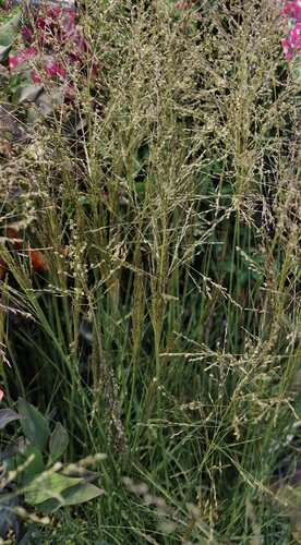 Sporobolus Delicatesse 3 Litre