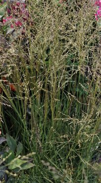 Sporobolus Delicatesse 3 Litre