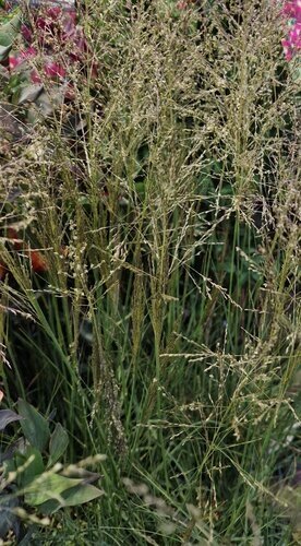 Sporobolus J S Delicatesse 7.5 Litre