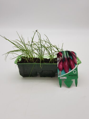 Spring Onion Red Apache Pack