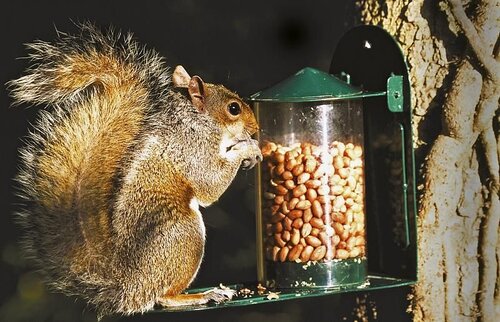 Squirrel Feeder Green Metal National Trust - image 3