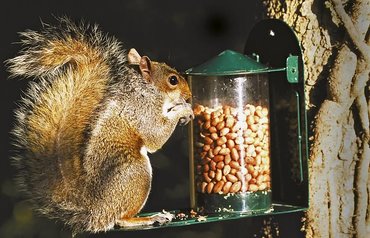 Squirrel Feeder Green Metal National Trust - image 3