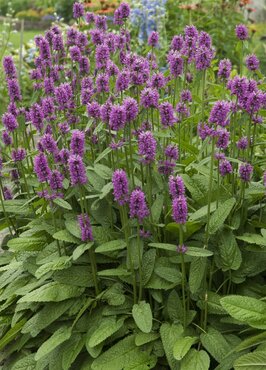 Stachys 'Hummelo' 2 Litre