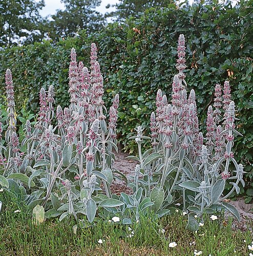 Stachys Lanata (Byzantina) 9cm