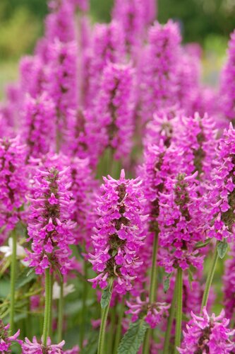 Stachys Summer Grapes 2 Litre
