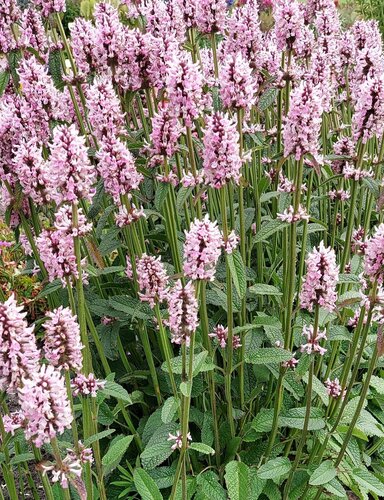 Stachys Summer Sweets 2 Litre