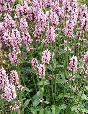Stachys Summer Sweets 2 Litre
