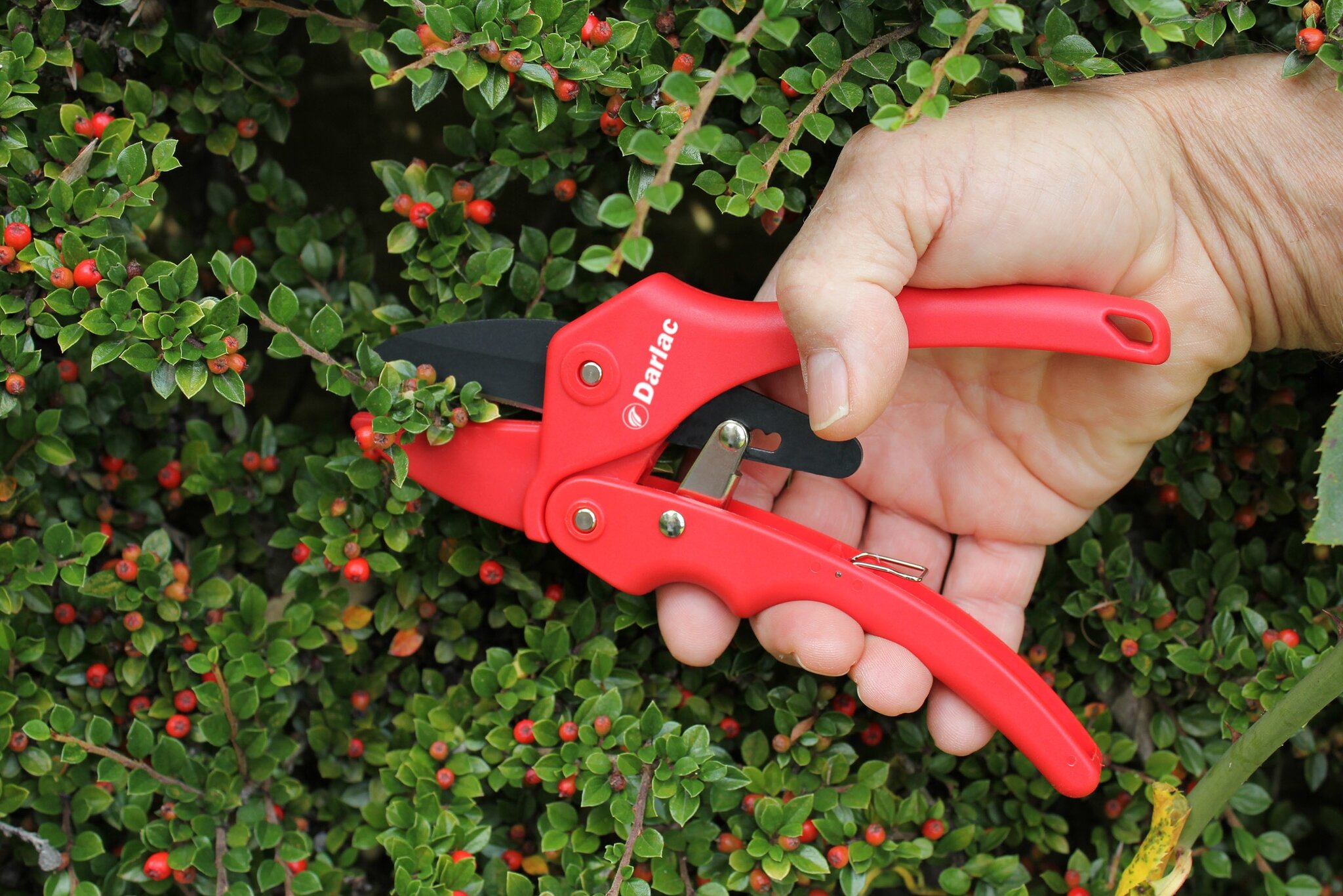 Standard Ratchet Pruner Stewarts Garden Centre