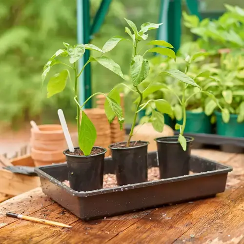 Standard Seed Tray Rigid - image 3