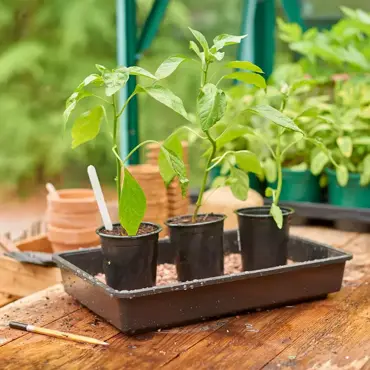 Standard Seed Tray Rigid - image 3