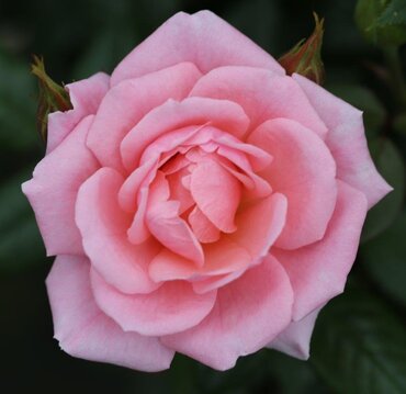Star Performer Climbing Rose 4 litre