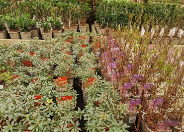 Starter Shrub 1 Litre - image 4