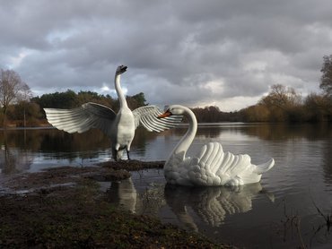Statue Swan Flapping Posturing