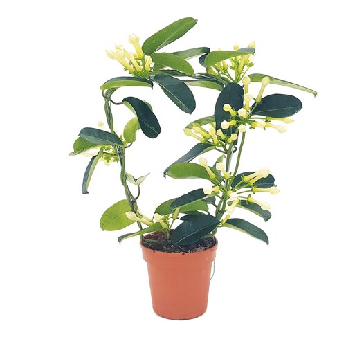 Stephanotis Floribunda (12cm pot)