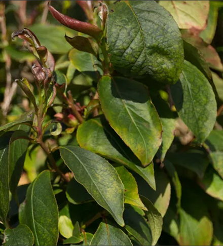 Stewartia rostrata 12 Litre