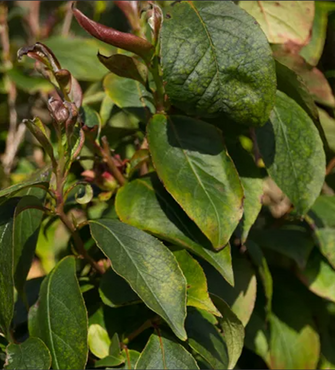 Stewartia rostrata 12 Litre