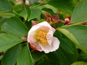Stewartia rostrata 12 Litre
